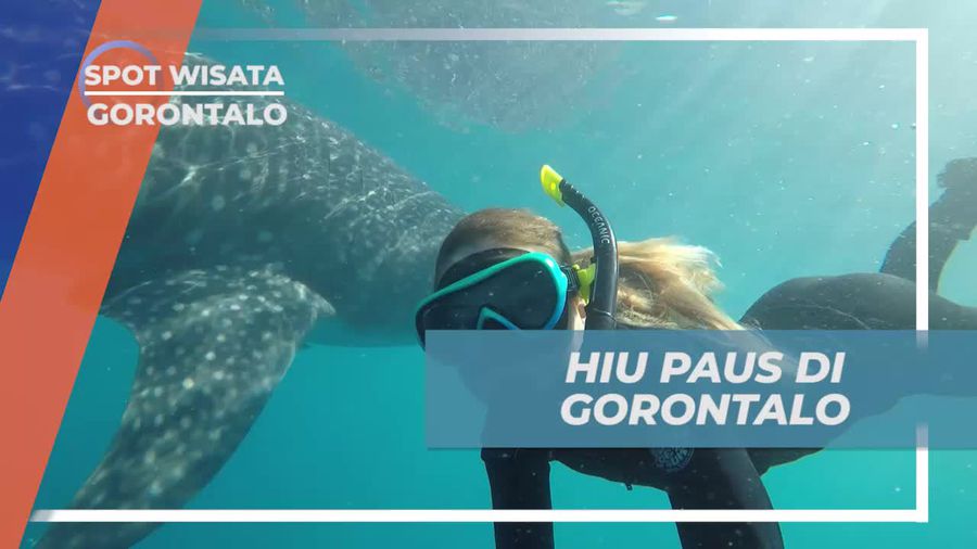 Melihat Dari Dekat Hiu Paus di Lautan Desa Botuberani Gorontalo