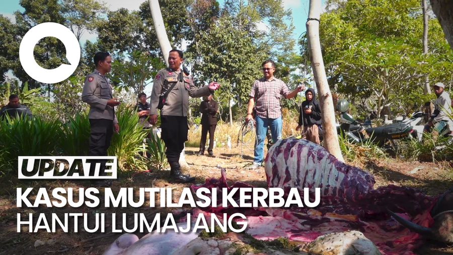 Heboh Kasus Kerbau Warga Dimutilasi di Lumajang, Sudah Terjadi 4 Kali