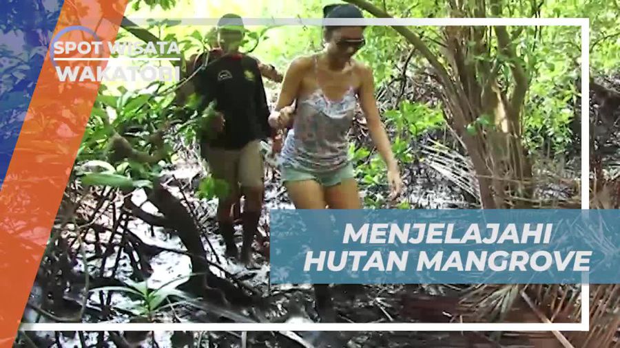 Menjelajahi Hutan Mangrove nan Luas di Wakatobi