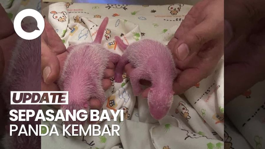 Panda Betina Tertua di Hong Kong Lahirkan Anak Kembar