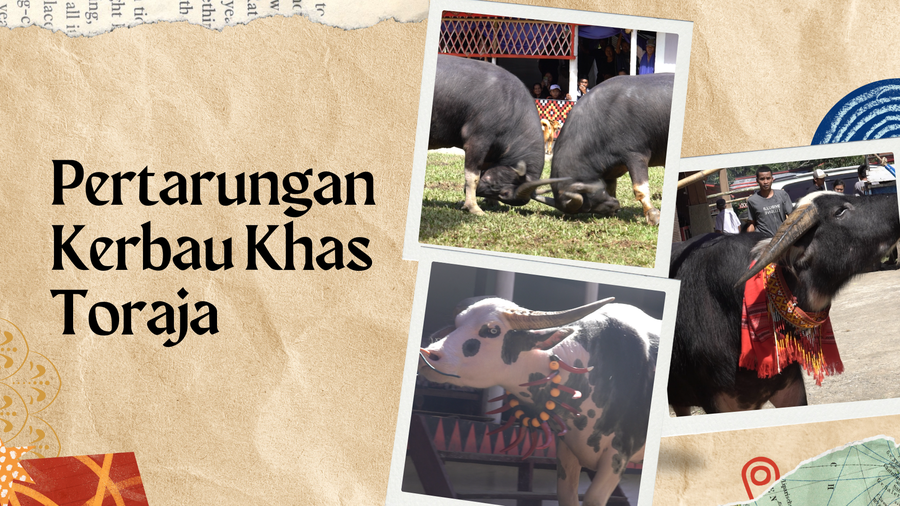 Mengenal Tradisi Ma Pasa Tedong Suku Toraja