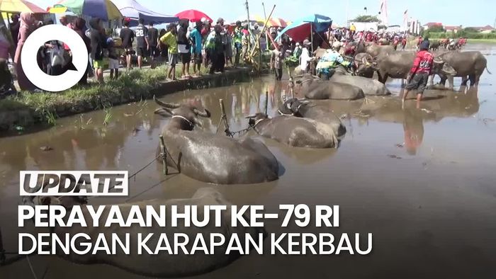 Serunya Karapan Kerbau di Lumajang Meriahkan HUT ke-79 RI