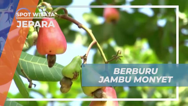 Tantangan Seru Berburu Jambu Monyet di Jepara