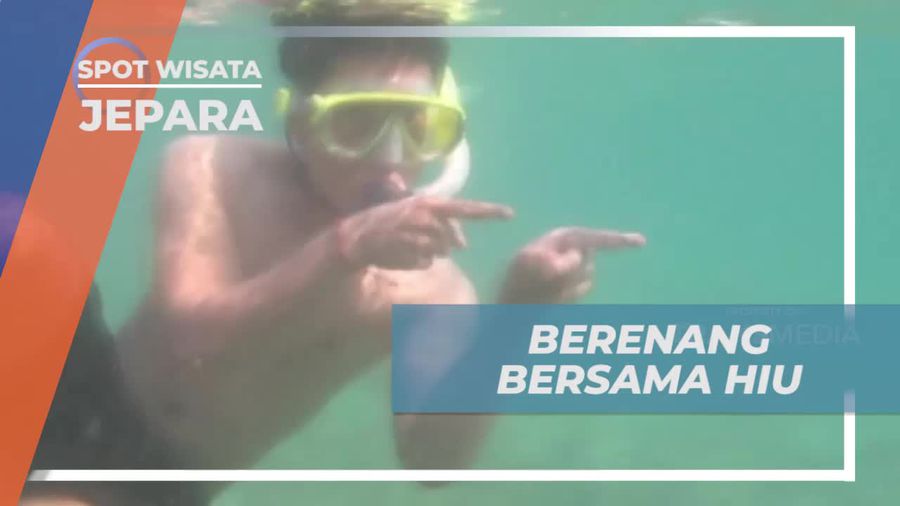 Momen Mendebarkan Berenang Bersama Ikan Hiu Jepara