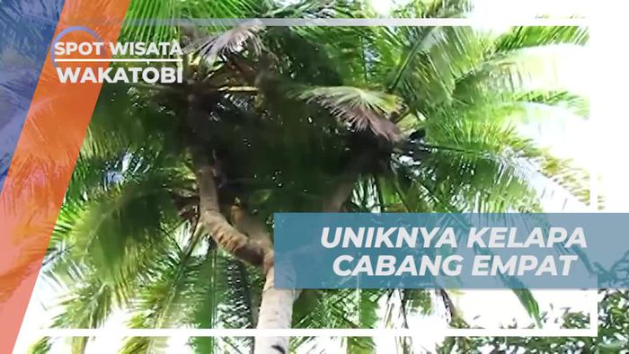 Melihat Dari Dekat Pohon Kelapa Unik Bercabang Empat, Wakatobi
