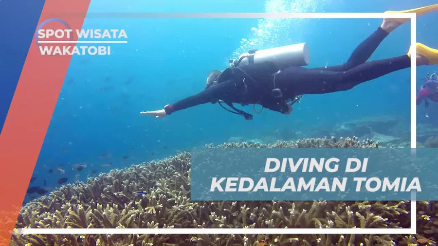 Diving Menyusuri Keindahan Bawah Laut Tomia Wakatobi