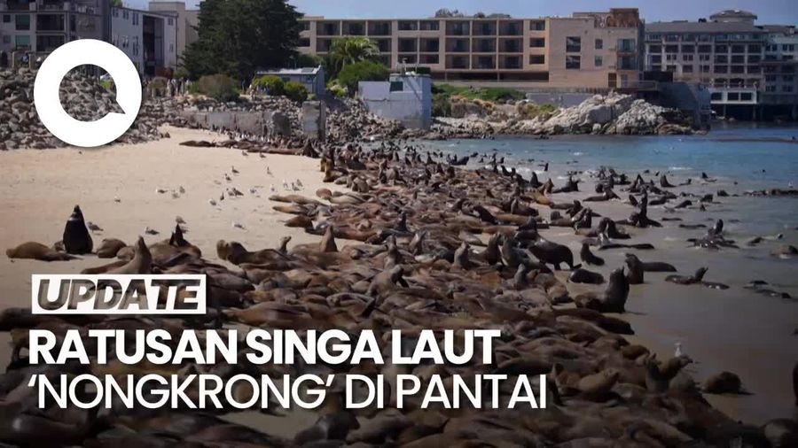 Penampakan Ratusan Singa Laut Nongkrong di Pantai San Carlos California