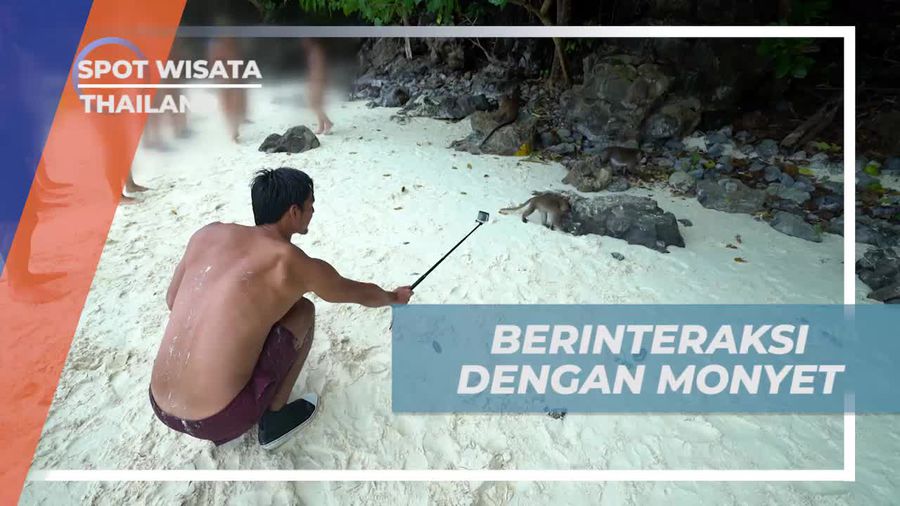 Berinteraksi Dengan Monyet di Monkey Beach Thailand