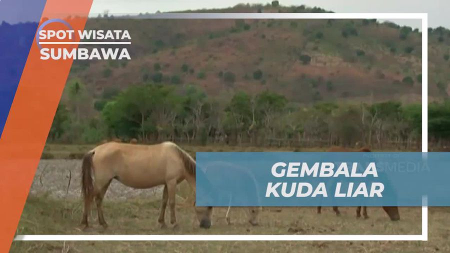 Momen Seru  Gembala Kuda Liar di Hamparan Rumput Tandus, Sumbawa