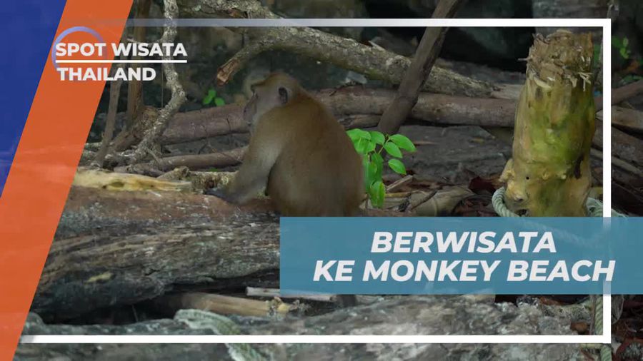 Berwisata Asik ke Monkey Beach Thailand