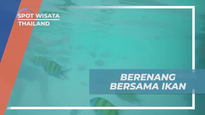 Berenang Seru Bersama Para Ikan di Monkey Beach Thailand