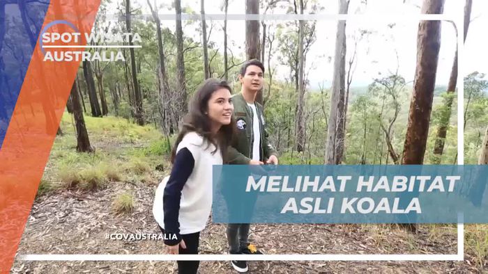Tamborine Mountain, Salah Satu Habitat Asli Koala di Queensland Australia