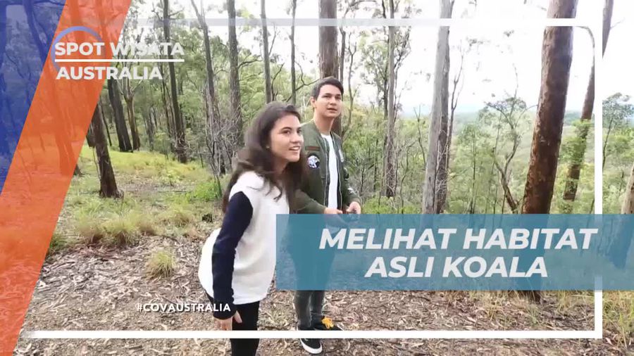 Tamborine Mountain, Salah Satu Habitat Asli Koala di Queensland Australia