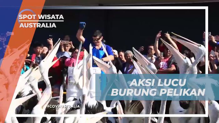 Melihat Aksi Lucu Burung Pelikan di Broad Beach Australia