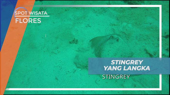 Ikan Pari Menyamput Kehadiran Penyelam di Perairan Pulau Sebayur, Flores