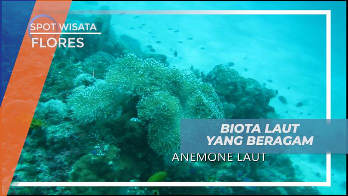 Ragam Biota Laut, Menu Cantik Sajian Dalam Laut  Perairan Pulau Sebayur, Flores