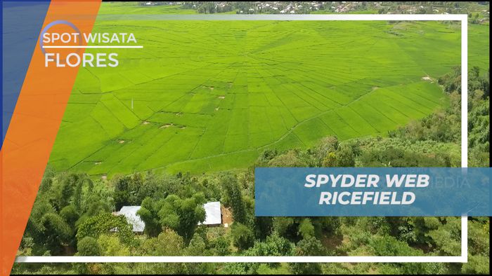Spyderweb Ricefield Ruteng, Hamparan Padi Berpola Sarang Laba-Laba ala Flores