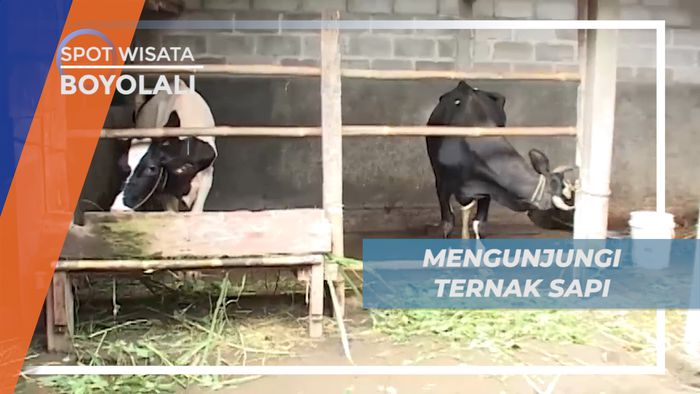 Mengunjungi Peternak Sapi, di Kota Susu Boyolali Jawa Tengah 