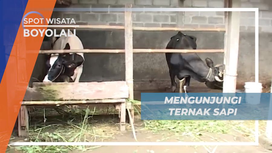 Mengunjungi Peternak Sapi, di Kota Susu Boyolali Jawa Tengah 
