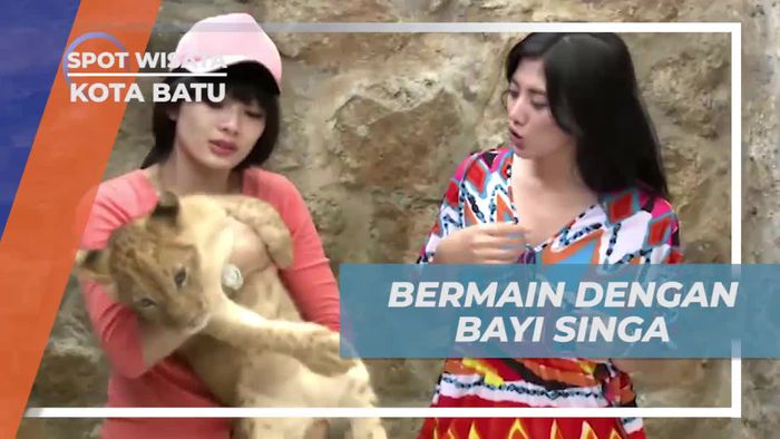 Momen Lucu Berinteraksi Dengan Bayi Singa di Kota Batu