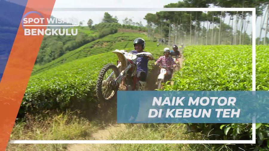 Naik Motor Menyusuri Udara Sejuk di Kebun Teh Kepahlang Bengkulu
