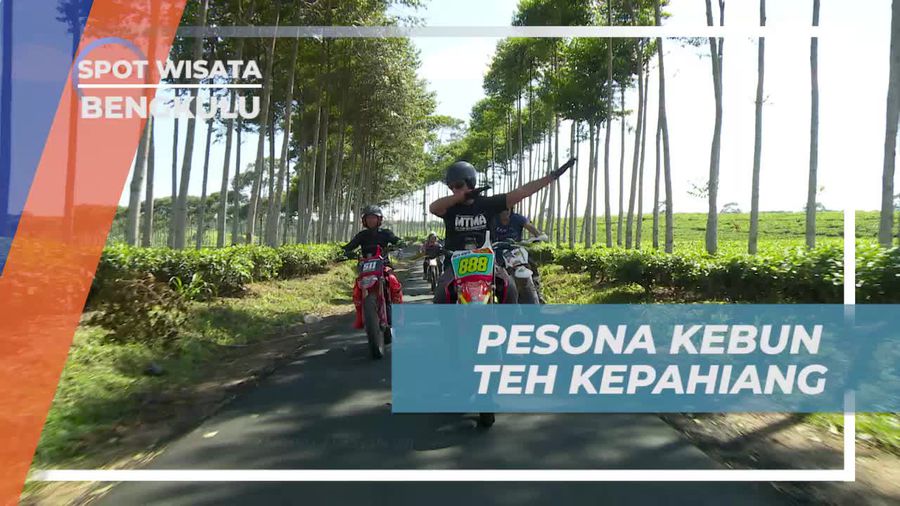 Menikmati Keindahan Hamparan Hijau Kebun Teh Kepahlang di Bengkulu