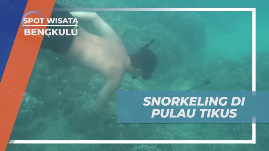 Snorkeling Menikmati Keindahan Bawah Laut Pulau Tikus Bengkulu