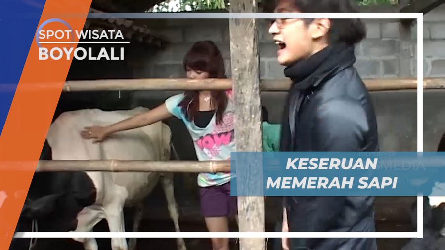 Serunya Memerah Susu Sapi, Langsung di Peternakan Boyolali Jawa Tengah 