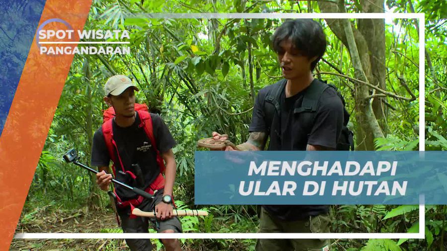 Tips Saat Bertemu Ular di Hutan Hujan Tropis Pangandaran