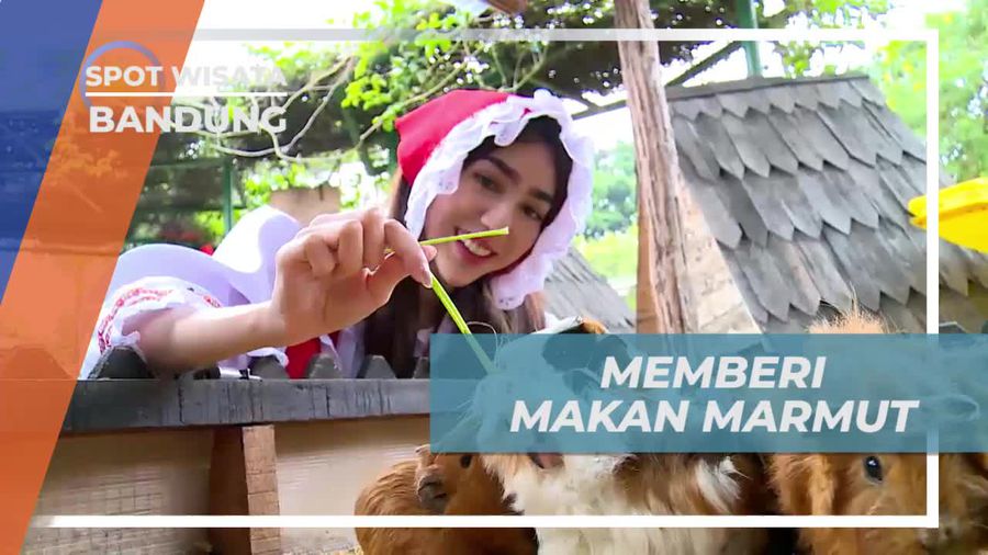 Memberi Makan Kelinci dan Marmut Lucu di Farm House Bandung