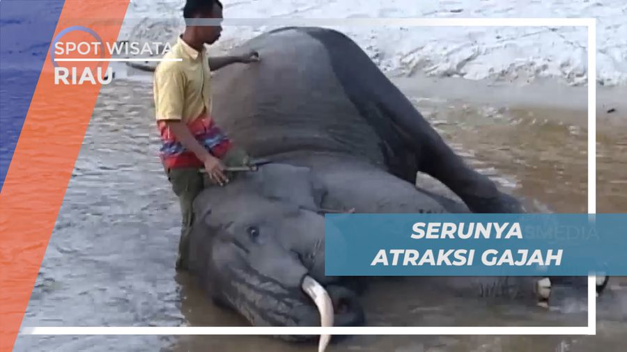 Serunya Atraksi Gajah, Tahura Riau