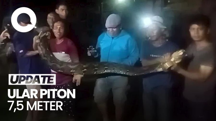 Penampakan Ular Piton 7,5 M yang Ditangkap Warga di Bone Bolango saat Mancing