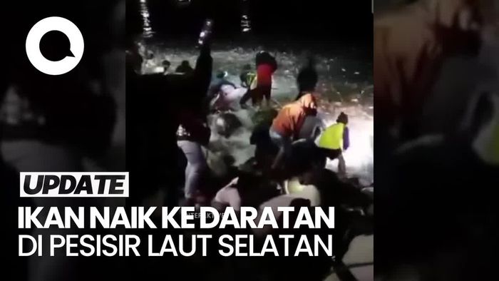 Heboh Fenomena Ikan Bermunculan di Pesisir Pantai Selatan Jawa Barat