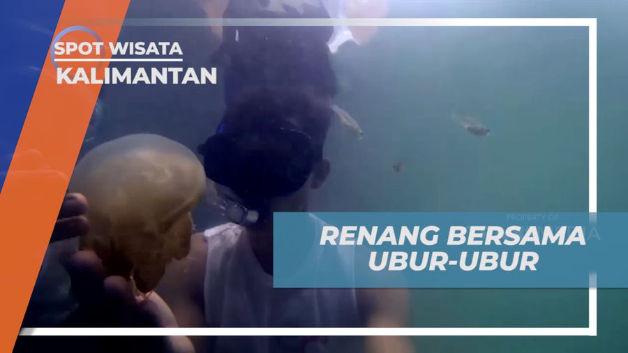 Sensasi Berenang Bareng Ubur-ubur di Danau Kakaban, Kalimantan
