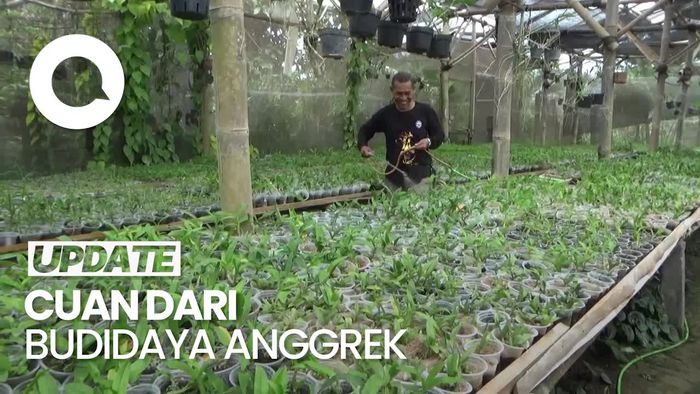 Cuan Merekah dari Budidaya Anggrek