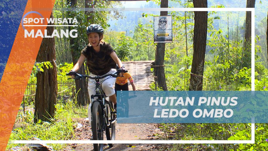 Mengasah Adrenalin, Taklukkan Trek Hutan Pinus Ledo Ombo Naik Sepeda, Malang