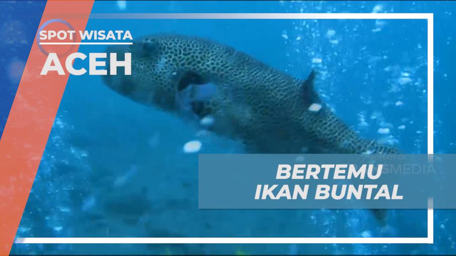 Menikmati Beragam Keindahan Bawah Laut Pulau Sabang, Aceh