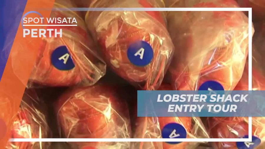 Melihat Pengolahan Lobster di Pabrik, Perth Australia