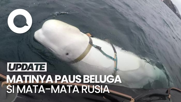 Kematian Hvaldimir, Paus Beluga yang Dijuluki Mata-mata Rusia