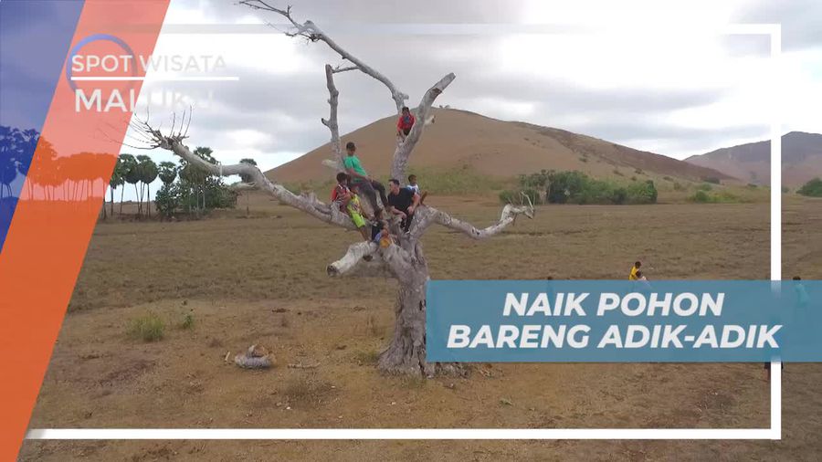 Naik Pohon Tua Bersama Anak-anak Lokal Desa Tounwawan Maluku