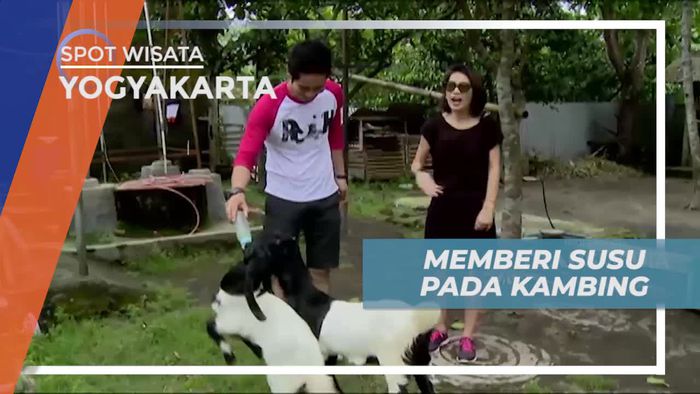 Berinteraksi dan Memberi Susu Kepada Kambing di Yogyakarta