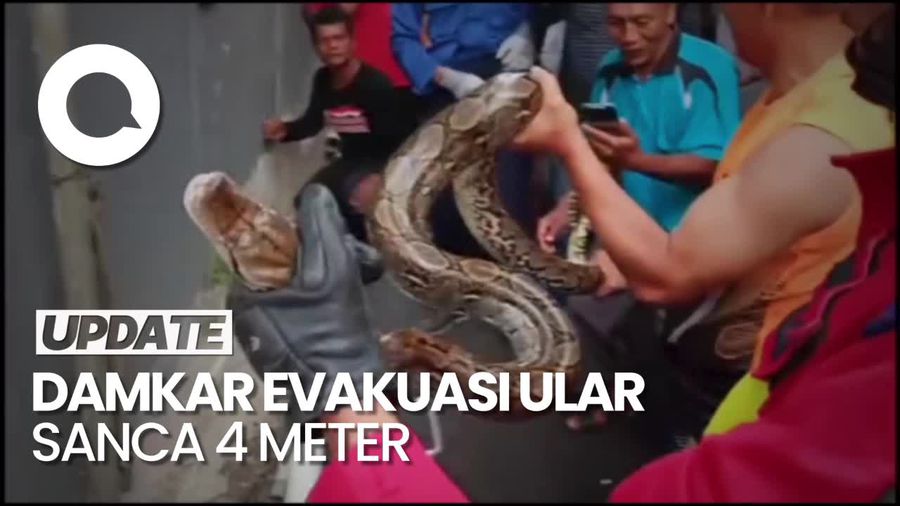Momen Damkar Evakuasi Ular Sanca 4 Meter yang Bikin Mampet Saluran Air