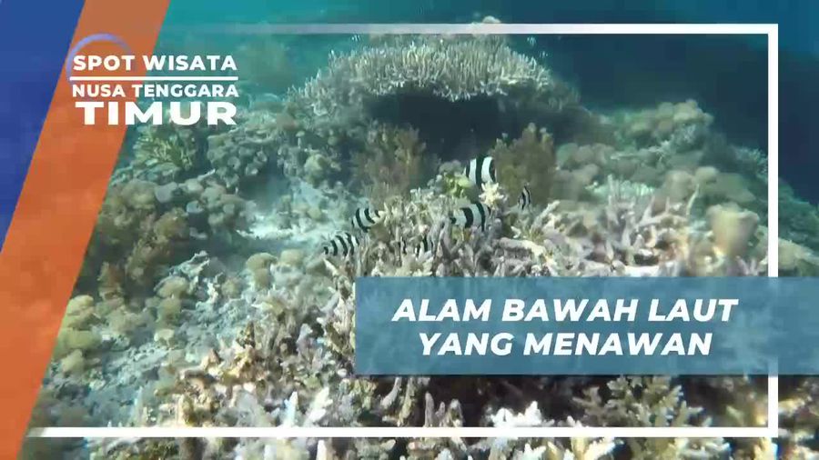 Snorkeling Menikmati Keindahan Bawah Laut Pulau Rutong Nusa Tenggara Timur