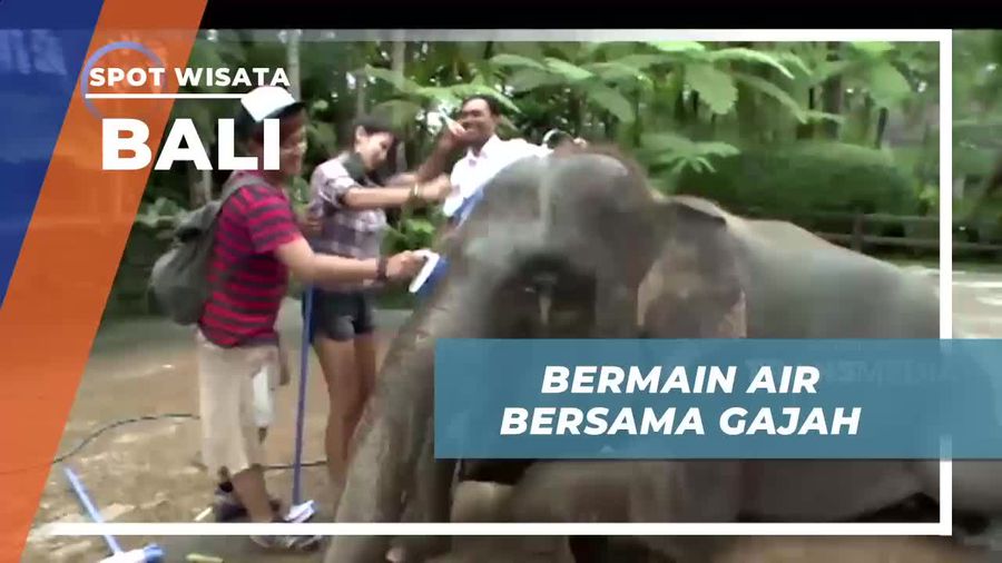 Seru-seruan Bermain Air Bersama Si Belalai Panjang, Bali