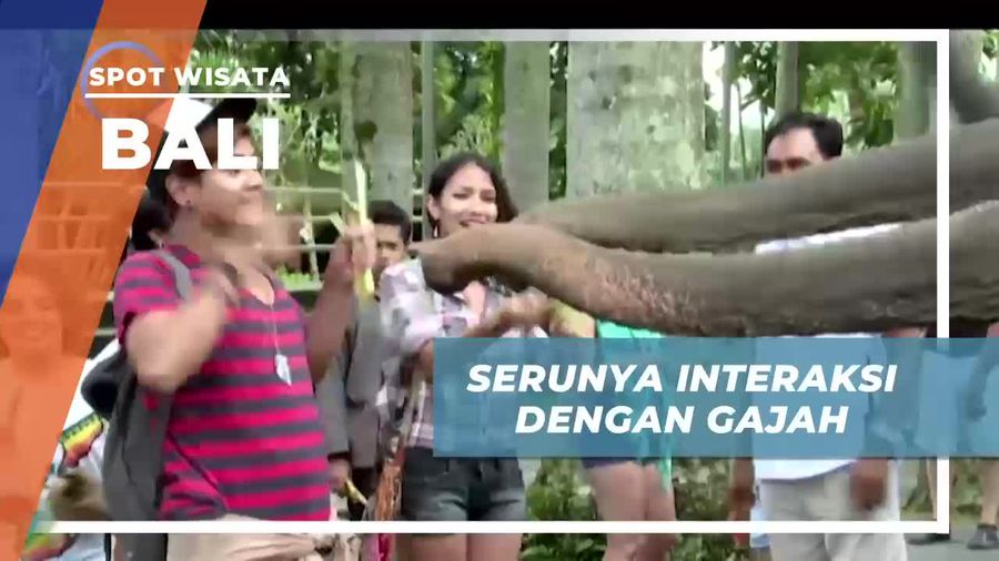 Momen Seru Berinteraksi Dengan Gajah di Elephant Safari Bali