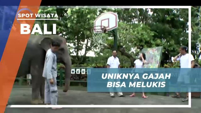Melihat Keahlian Gajah Dalam Melukis di Bali