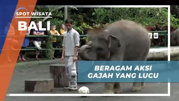 Melihat Gajah Unjuk Kebolehan Alam Beratraksi di Elephant Safari Bali