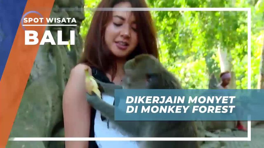 Momen Lucu Saat Bermain Bersama Monyet di Monkey Forest Bali