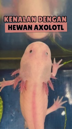 Axolotl, Salamander Naga Air yang Terancam Punah