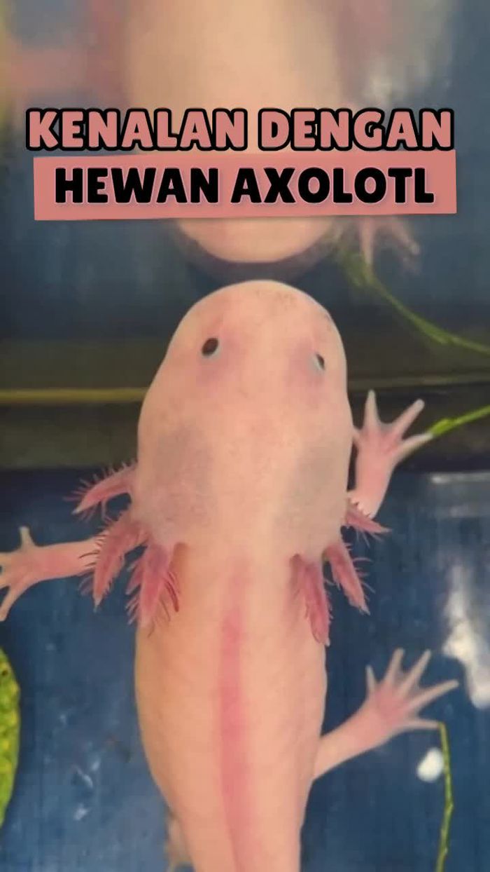 Axolotl, Salamander Naga Air yang Terancam Punah